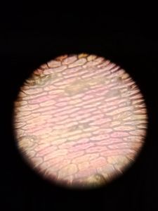 Thumbnail for LGP26 Exploring the Microsome