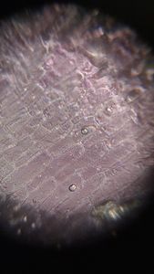 Thumbnail for Day 1 - LGP26 - B2 - Onion Peel