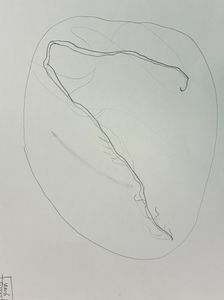 Thumbnail for slow looking and investigations