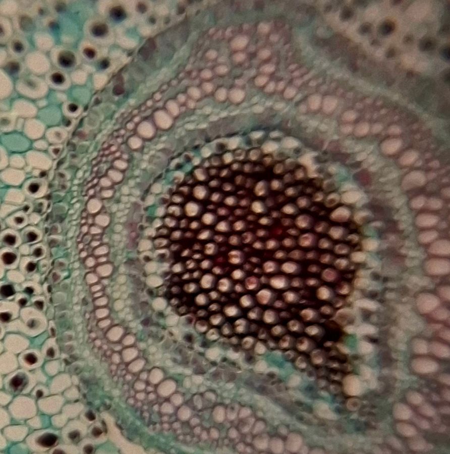 SINGLE IMAGE