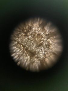 Thumbnail for LGP 26 - Day 2 - Potato Cells
