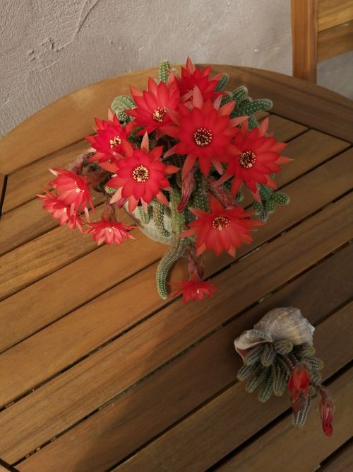 Micul Aprozar - Cactus inflorit(Chamaecereus)