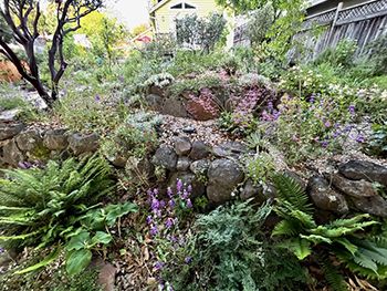 Image of native and drought tolerant landscaping.