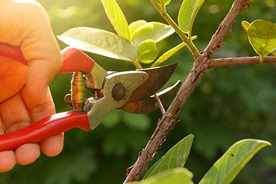 Image of a tree branch being pruned