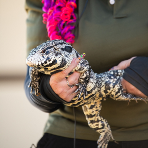 Pacific Animal Productions!