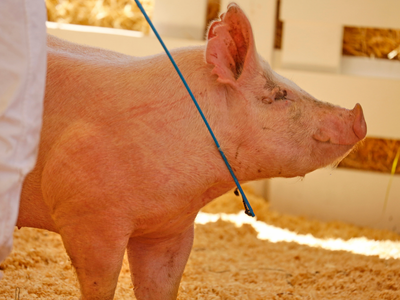 The Revival Livestock Show