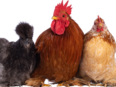 Central Coast Feather Fanciers