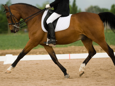 Pacific Coast Quarter Horse Association