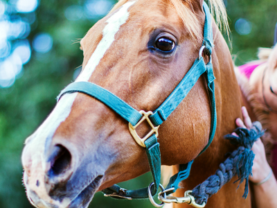 SLO Quarter Horse Association