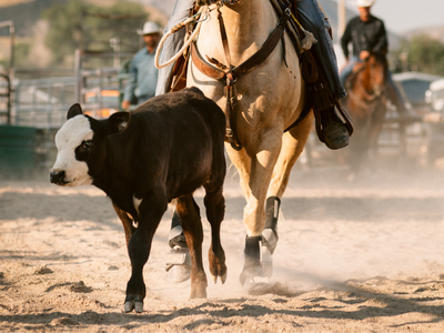 California Reined Cow Horse Association