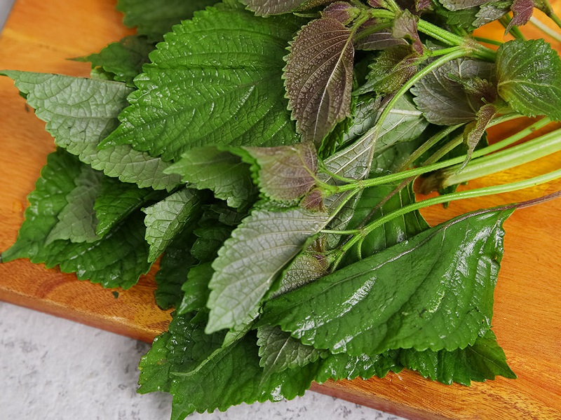 Lá tía tô có công dụng trị nám