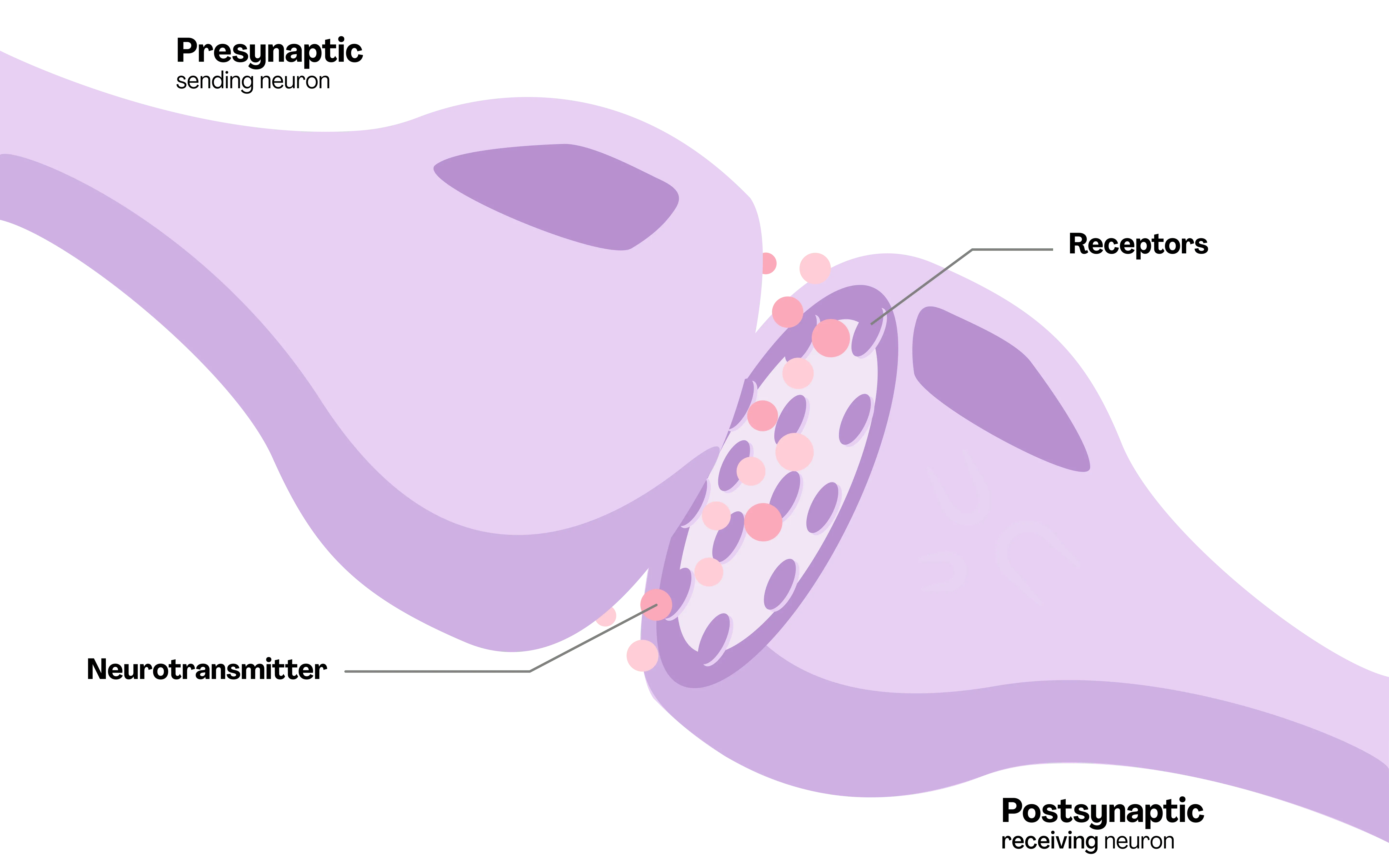 How a neuron works
