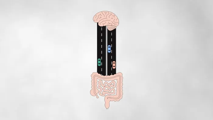 Gut-brain communication highway showing two-way signaling between brain and digestive system
