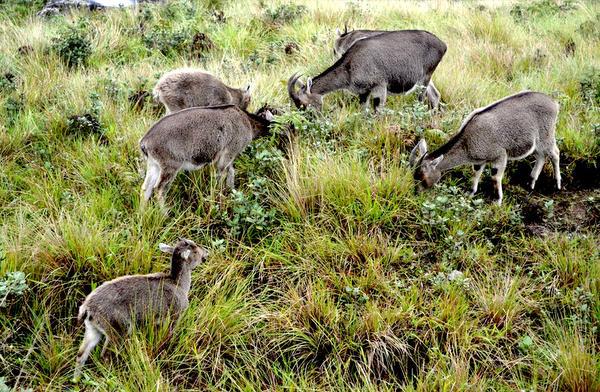 Nilgiris draft protection: Tamil Nadu government's new plan!