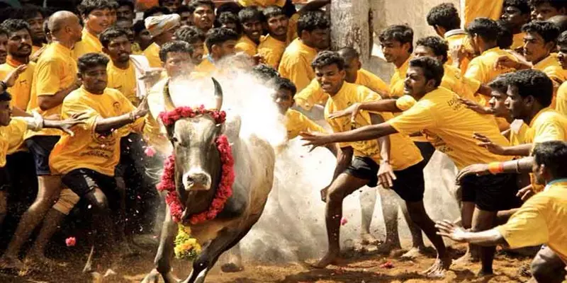 jallikattu ground in madurai