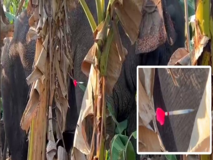 people reject to leave magna elephant in forest