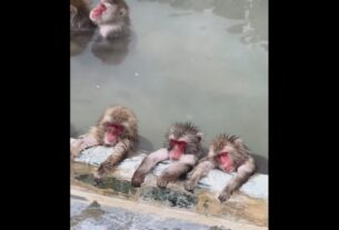 monkeys sleeping in pond video