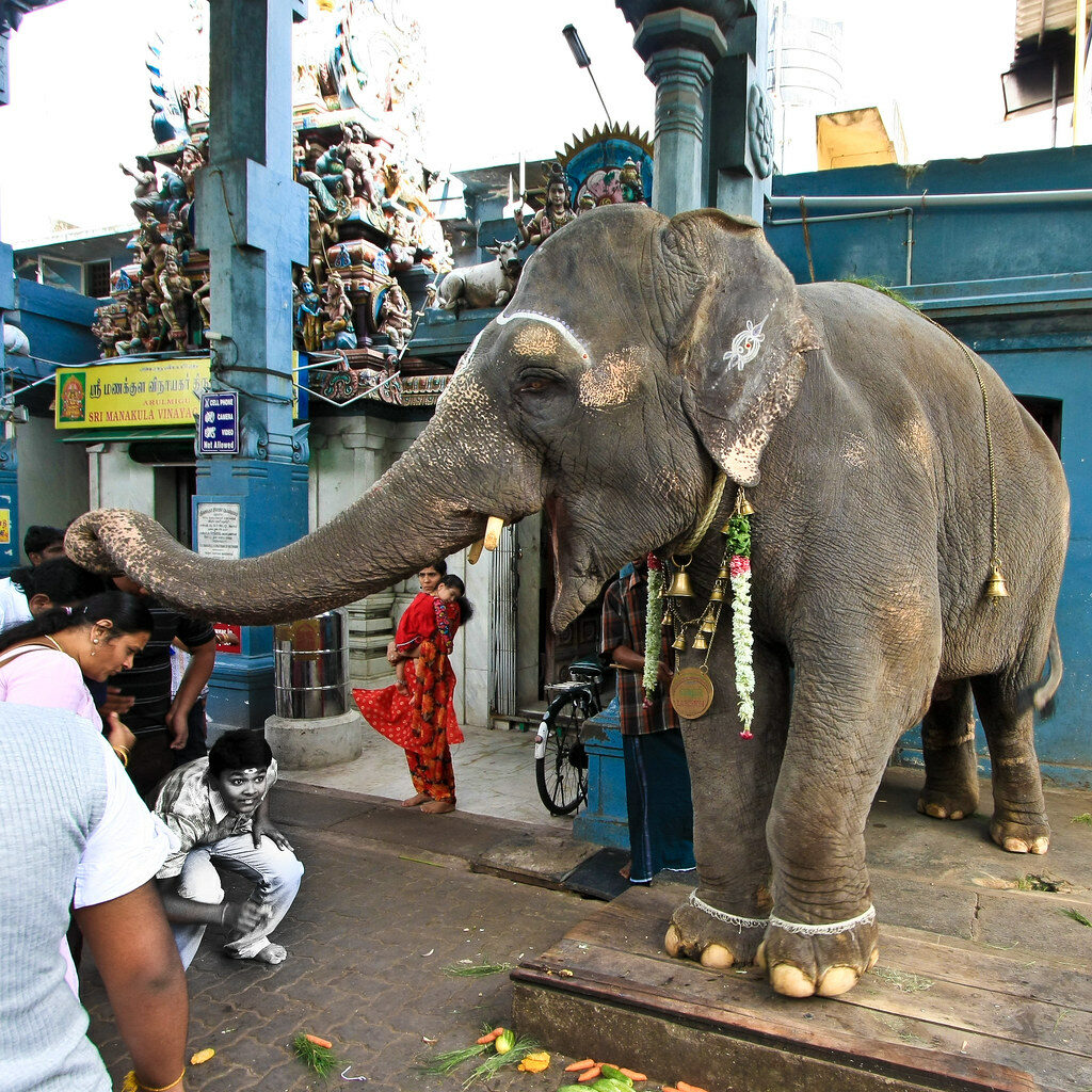 the real reason for manakula vinayagar lakshmi elephant death