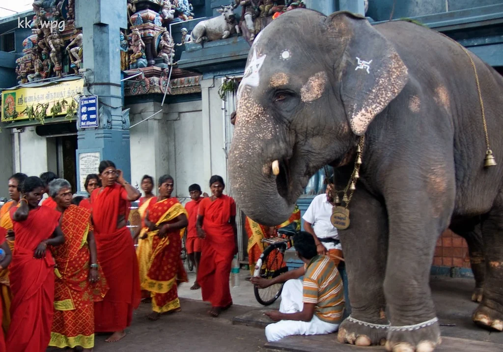 the real reason for manakula vinayagar lakshmi elephant death