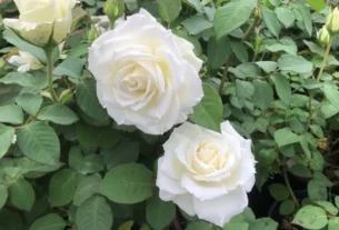 White roses from Hosur to Kerala