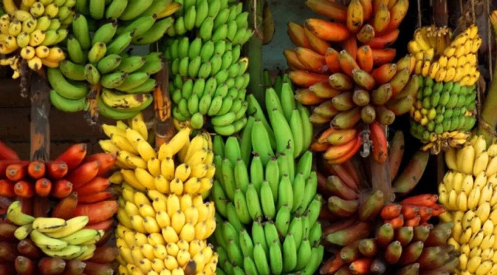 Benefits of Bananas Sadhguru Article