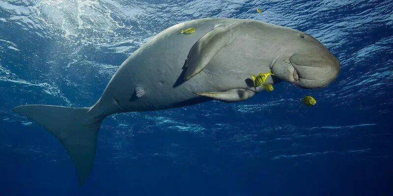 India first Dugong Conservation Reserve