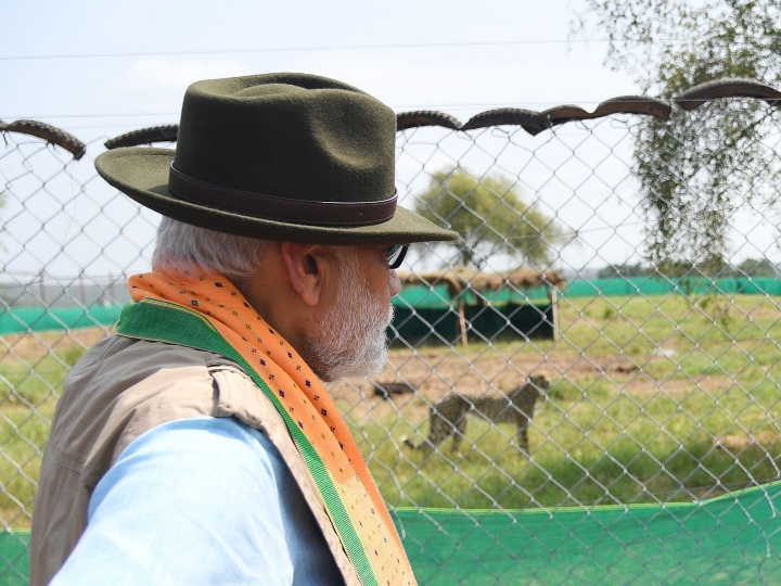 cheetah tiger and politics