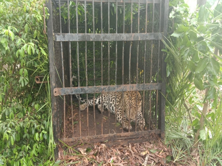 leopard that dragged the boy