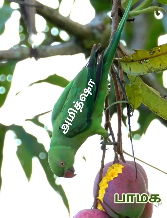 update kumaru memes and trolls june 10