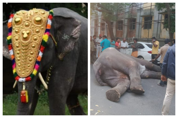 the reason behind elephant lakshmi dead