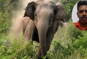 Wild Elephant Kills 53 years Man In Kerala