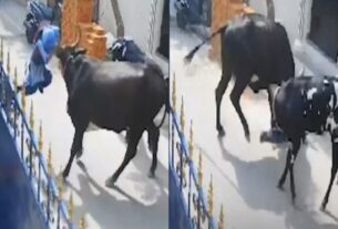 cow attacked school girl.