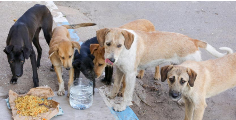 stray dog bites are a cause for concern vaccination help