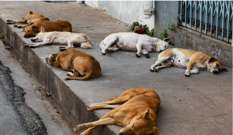 stray dog bites are a cause for concern vaccination help