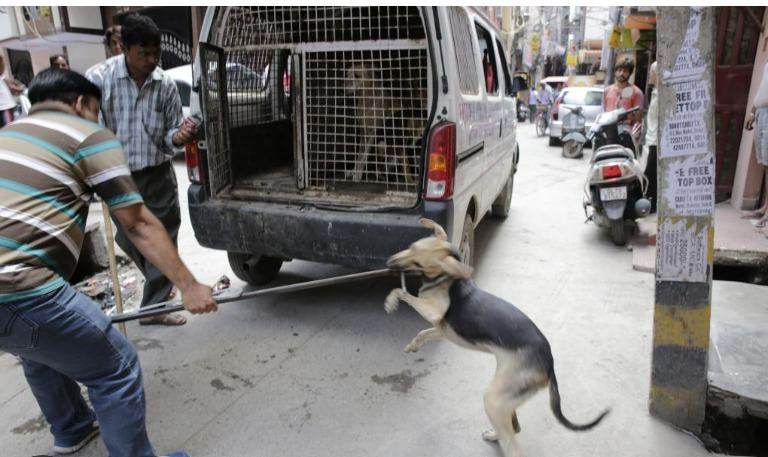 stray dog bites are a cause for concern vaccination help