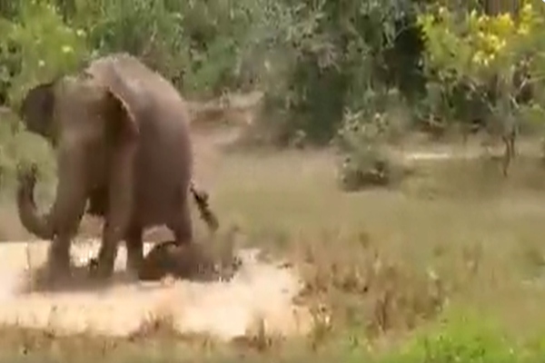 elephant rescuing baby from crocodile