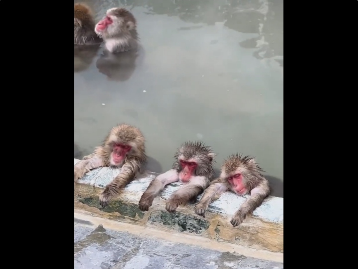 monkeys sleeping in pond video