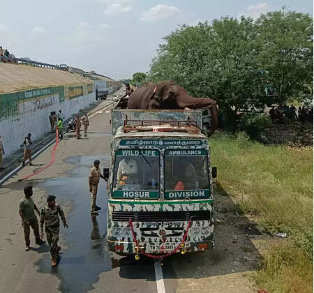 forest officials says arikomban elephant