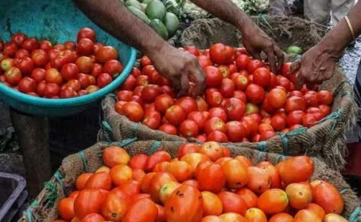 tomato price decrease