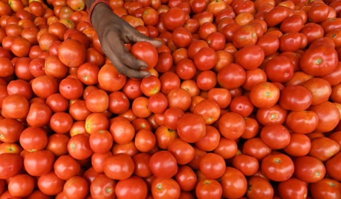 tomato price decrease
