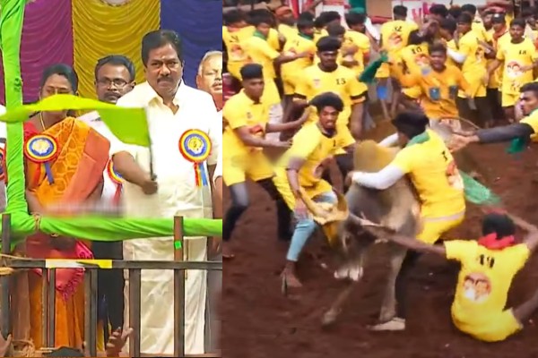 Avaniyapuram Jallikattu Begins