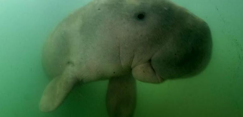 India first Dugong Conservation Reserve
