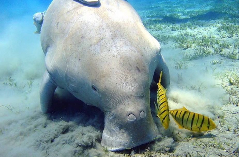 India first Dugong Conservation Reserve