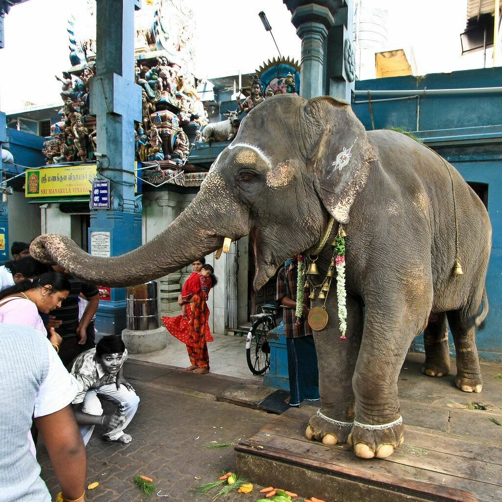 What was the last thing Lakshmi the elephant ate