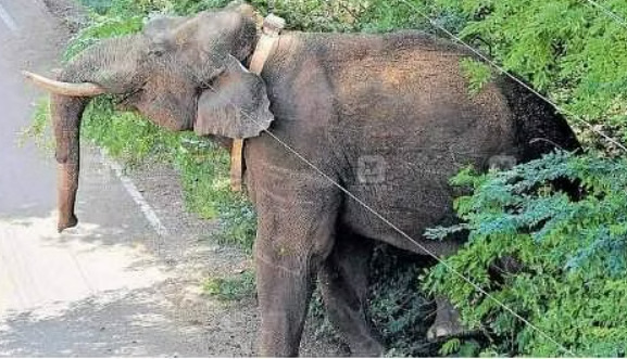 forest officials says arikomban elephant