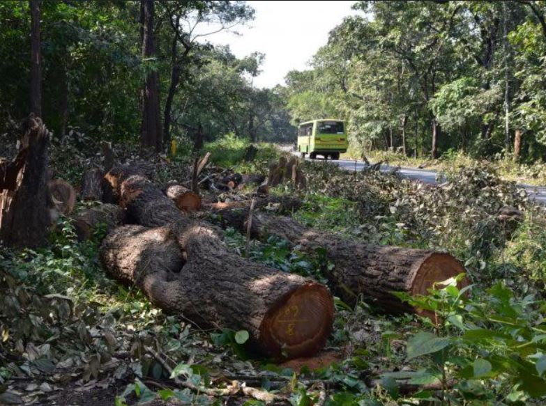 Marudhamalai trees