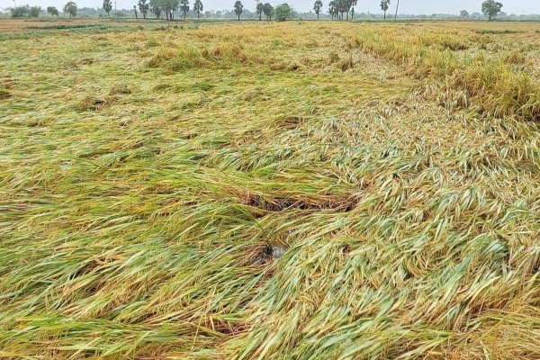 delta districts agricultural damage