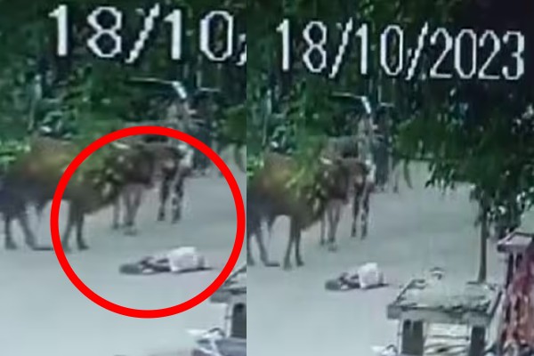 old man died after being hit by a cow