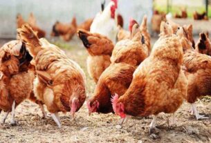 Domestic Poultry Breeding Classes
