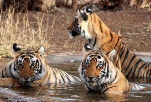 Tamil Nadus Tiger Population is Increasing